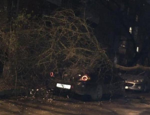 Огромная ветка упала на KIA в Ростове-на-Дону